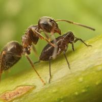 Black Ant with Aphid 1 